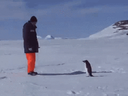penguin
