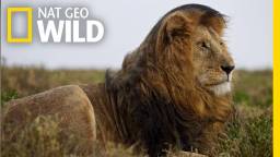 nat geo wild